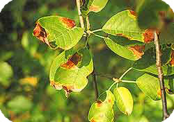 Болезнь яблони и груши – Филлостиктоз (бурая пятнистость листьев)